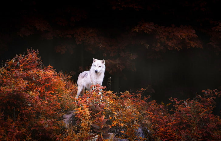short-coated white wolf, white wolf surrounded by brown leaf plants, nature, animals, wolf, trees, forest, leaves, fall, rock, HD wallpaper