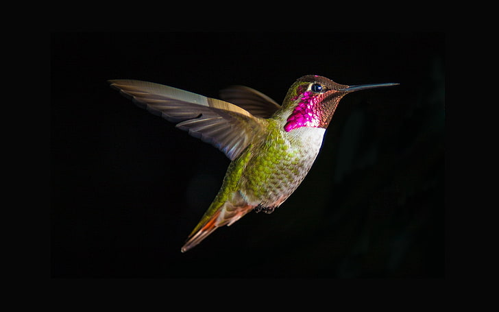 colibrì verde e marrone, colibrì, uccello, mosca, altalena, Sfondo HD