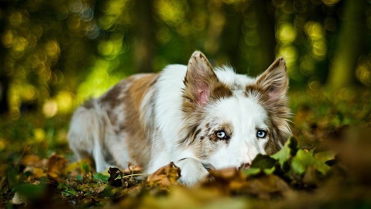 cachorro marrom e branco de revestimento longo, cachorro, animais, profundidade de campo, folhas, olhos azuis, border collie, HD papel de parede