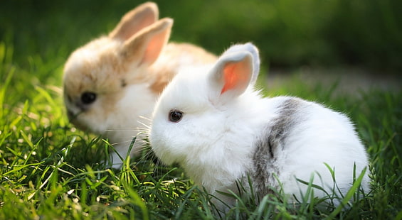 กระต่ายน่ารัก, ชุดกระต่ายสีขาวและสีน้ำตาลสองตัว, กระต่ายน่ารัก, วอลล์เปเปอร์ HD HD wallpaper