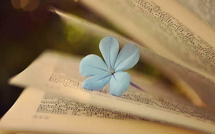 Книжные страницы Flower Mood, белый 5-лепестковый цветок, книга, страницы, цветок, настроение, HD обои