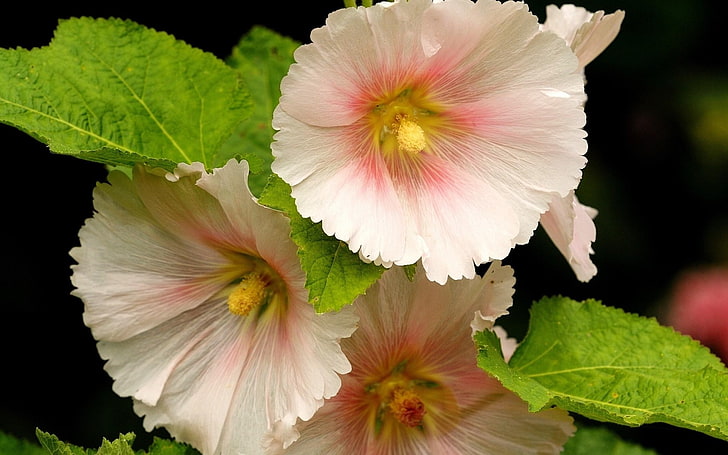 mallow bunga close-up-Wallpaper Foto Tanaman, bunga petaled merah muda, Wallpaper HD