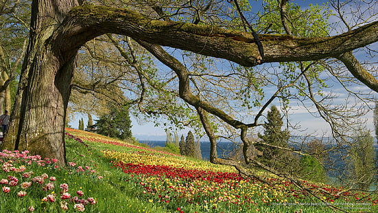 꽃 초원, Mainau Island, 바덴 뷔 르템 베르크, 독일, 봄 / 여름, HD 배경 화면 HD wallpaper