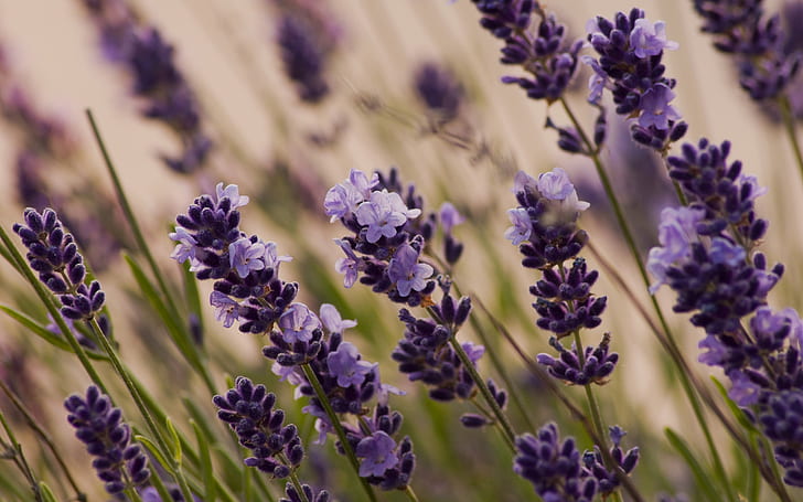 Purple flowers, lavender macro, purple petaled flowers, Purple, Flowers, Lavender, Macro, HD wallpaper