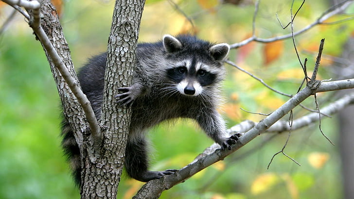 raccoon, cute, tree climbing, mammal, wildlife, whiskers, tree, branch, HD wallpaper