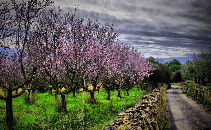 Almond Orchard HDR, pink trees, Seasons, Spring, Trees, Road, Orchard, Spain, almond, ametller, tarragona, El Catllar, HD wallpaper