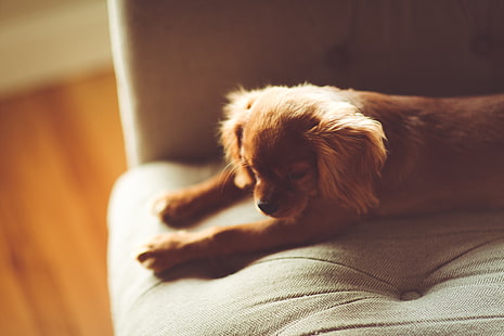 загорелый щенок с коротким покрытием, собака, щенок, лежа, диван, HD обои HD wallpaper