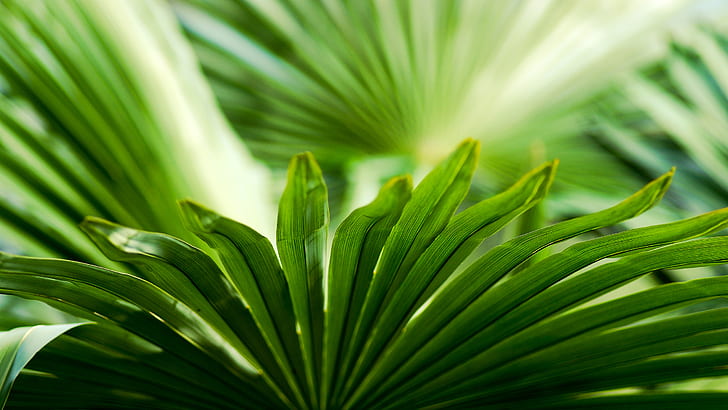 Grönt växtblad lämnar makro HD, natur, makro, grönt, löv, blad, växt, HD tapet
