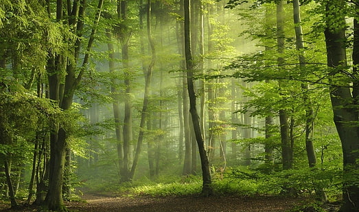 зелени листни дървета цифрови тапети, зелено, гора, слънчеви лъчи, слънчеви лъчи, пролет, път, сутрин, дървета, природа, пейзаж, HD тапет HD wallpaper