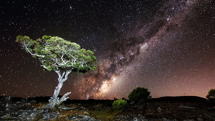 дерево под небом со звездами цифровые обои, природа, небо, ночь, Млечный путь, звезды, пейзаж, деревья, скалы, холмы, длинные выдержки, HD обои
