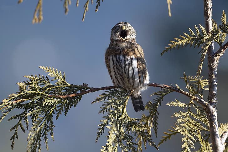 ธรรมชาตินก Northery Pygmy Owl, วอลล์เปเปอร์ HD