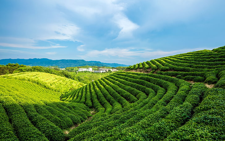 Alpejska zielona herbata ogród błękitne niebo białe chmury, Tapety HD