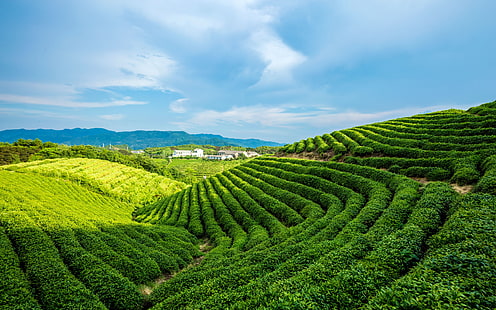 Alpino jardim de chá verde céu azul nuvens brancas, HD papel de parede HD wallpaper