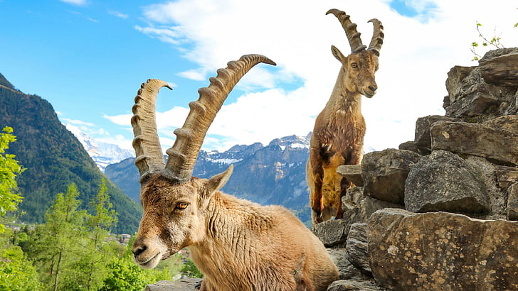 Suiza, Interlaken, Alpes, montañas, Europa, cabra montés, cabra, salvaje, fauna, cabras, fauna, Alpes suizos, cabra montés alpino, cabra montés, cuerno, Fondo de pantalla HD