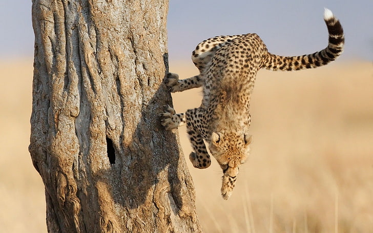 adult cheetah, cheetah, jump, wood, big cat, hunting, HD wallpaper