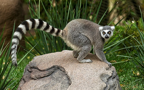 lemur, HD wallpaper HD wallpaper