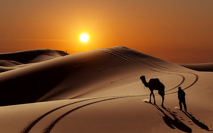 Залез в пустинята, човек и камила силует, пустиня, пейзаж, пясък, камила, HD тапет