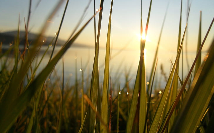 Grass Sunlight Macro HD, natura, makro, światło słoneczne, trawa, Tapety HD