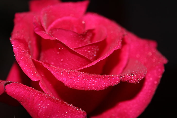 red rose with dew drops, flower, water, drops, Rosa, rose, Macro, petals, black background, red, HD wallpaper