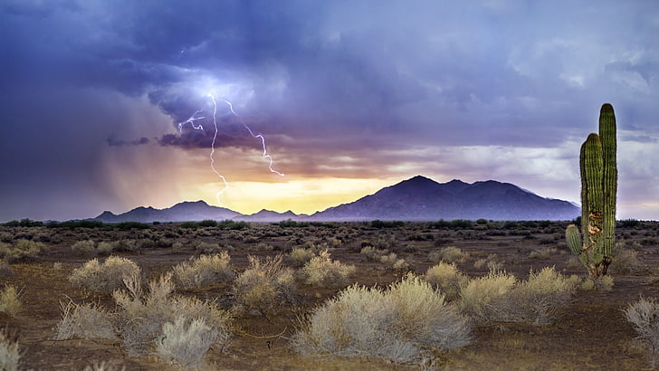 zielony kaktus, błyskawica, Arizona, burza piaskowa, zachód słońca monsunowy, Tapety HD