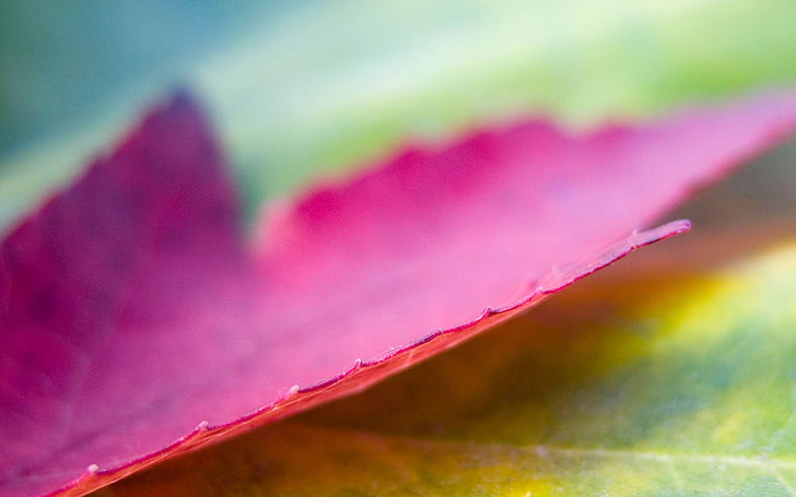 Roxo Maple Leaf Macro, folha de bordo roxo, Roxo, Maple, Folha, Macro, HD papel de parede