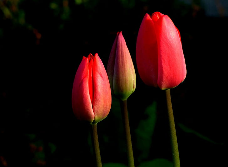 three red  tulips flower, All The Best, Alles Gute, für, tulips, Blume, Flower, Red  Rot, Tulip, nature, springtime, plant, beauty In Nature, petal, HD wallpaper