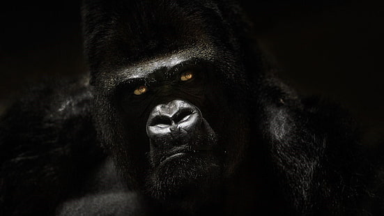 black, mammal, portrait, darkness, gorilla, snout, wildlife, black and white, HD wallpaper HD wallpaper
