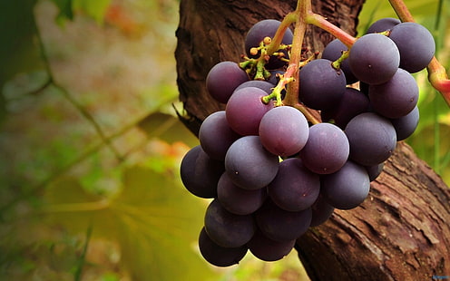 виноград, фрукты, HD обои HD wallpaper