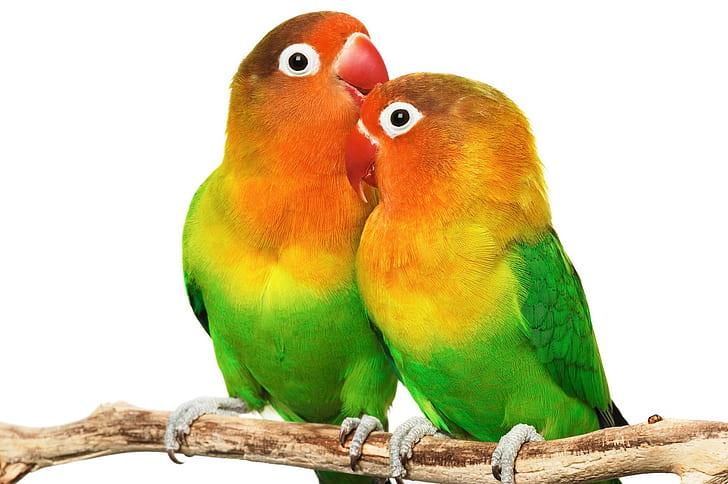 amor, pássaro, amor imagens de pássaros, amor pássaros s, HD papel de parede