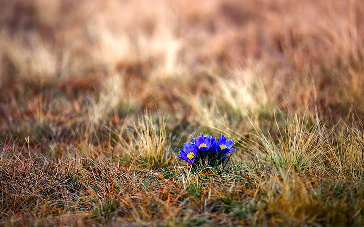 blue petaled flowers, flowers, grass, nature, blue flowers, plants, HD wallpaper