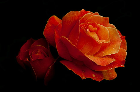 роза, оранжеви цветя, капки вода, цветя, венчелистчета, HD тапет HD wallpaper
