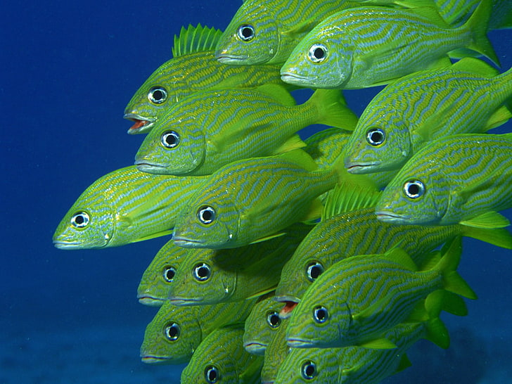 école de poisson vert, mer, sous l'eau, poisson, Fond d'écran HD