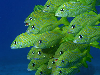 school of green fish, sea, underwater, fish, HD wallpaper HD wallpaper