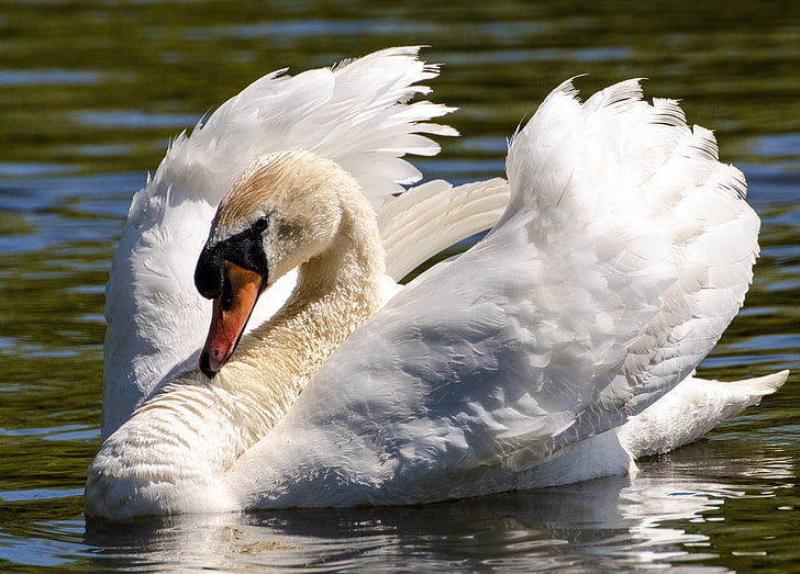goose, white, water, bird, wings, grace, Swan, neck, HD wallpaper