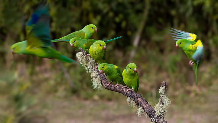 Flock of green parakeet, Birds, Parrot, HD wallpaper | Wallpaperbetter
