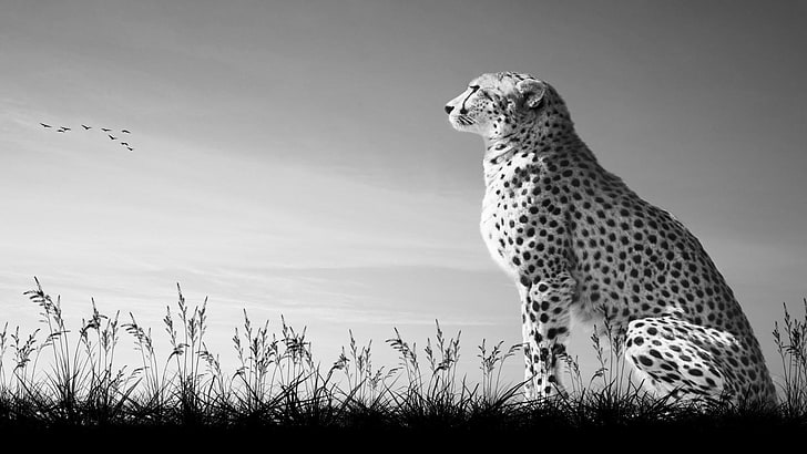 dzika przyroda, czarno-biały, gepard, fotografia monochromatyczna, niebo, fauna, fotografia, monochromatyczny, trawa, Tapety HD