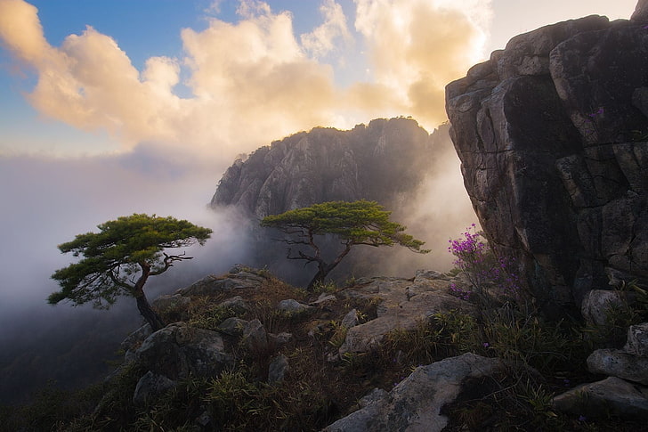 arbres verts, photographie, nature, paysage, printemps, fleurs sauvages, arbres, montagnes, brouillard, falaise, nuages, coucher de soleil, Corée du Sud, Fond d'écran HD