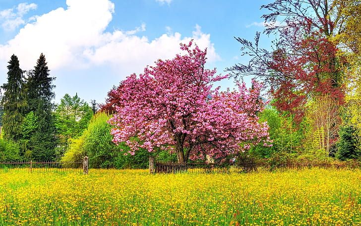 開花、桜の木、自然、春、フィールド、咲く、季節、花、空、開花、桜の木、春、フィールド、咲く、季節、花、空、 HDデスクトップの壁紙