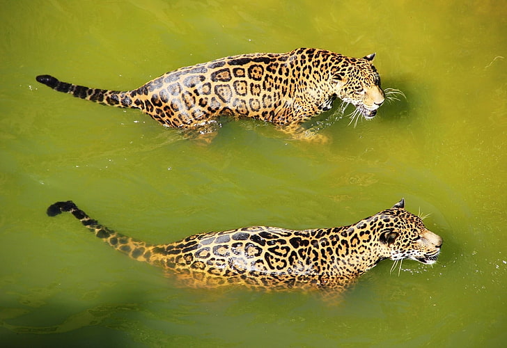 двама възрастни леопарди, леопарди, вода, плуване, хищници, големи котки, HD тапет