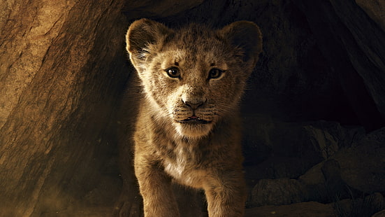 Филм, Кралят на лъвовете (2019), Симба, HD тапет HD wallpaper
