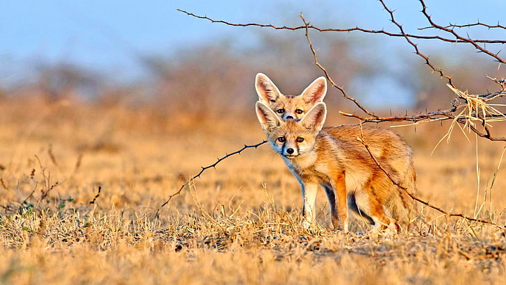 wildlife, fennec fox, nocturnal fox, desert fox, mammal, cute, grassland, prairie, foxes, fox, vulpini, grass, terrestrial animal, savanna, HD wallpaper