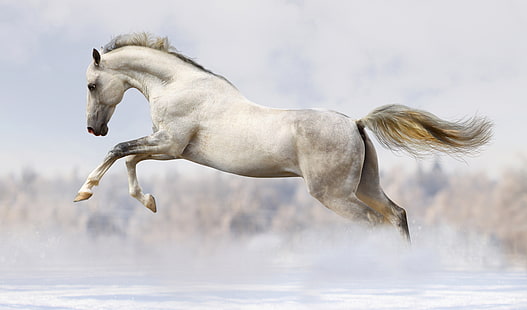 cavallo bianco, inverno, neve, cavallo, salto, corsa, bianco, bokeh, Sfondo HD HD wallpaper