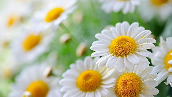 marguerites blanches-Fond d'écran de plantes, fleurs pétales blanches, Fond d'écran HD