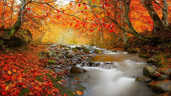 秋の落葉樹林のストリーム-Nature High Qual。、 HDデスクトップの壁紙 HD wallpaper