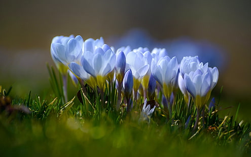 blue crocus flowers, macro, spring, crocuses, bokeh, saffron, HD wallpaper HD wallpaper