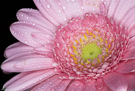 Gerbera rosa fiore in fotografia macro shot, margherita, rosa, margherita, rosa, natura, petalo, pianta, fiore, primo piano, testa di fiore, colore rosa, singolo fiore, ninfea, Gerbera Daisy, bellezza nella natura, macro, Sfondo HD HD wallpaper