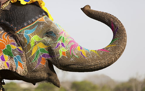 szary słoń, zwierzęta, słoń, malowanie ciała, Holi, Indie, kolorowy, głębia ostrości, kwiaty, malarstwo, festiwale, dekoracje, natura, fotografia, tatuaż, dzika przyroda, kufry, szczęśliwy, Deepavali, Tapety HD HD wallpaper