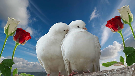 gołębie, miłość, róże, ptaki, romantyczny, emocja, biała gołębica, para, gołąb, Tapety HD HD wallpaper