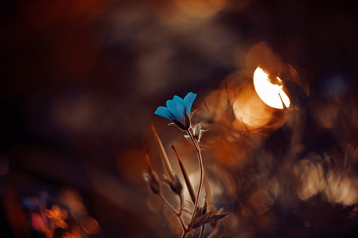 Голубой цветок с лепестками, мелкий фокус фотография голубого цветка, макро, растения, цветы, природа, красочный, глубина резкости, HD обои