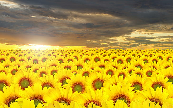 Kuning terang, banyak bunga matahari kuning, kuning, bunga matahari, cantik, cerah, tebal, 3d dan abstrak, Wallpaper HD